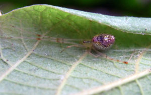 Purple mirror spider on beech leaf; Peter Woodard