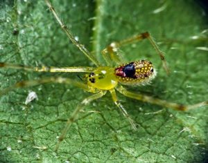 Australia, mirror spider