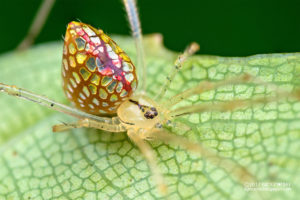 mirror spider, Australia