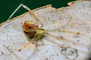 mirror spider, Australia