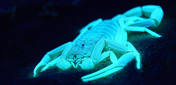 A scorpion glowing pale blue against a black background