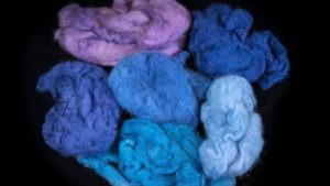 Wool dyed in various colors extracted from the Murex trunculus snail. (Moshe Cain)